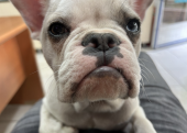 9 aylık erkek french bulldog